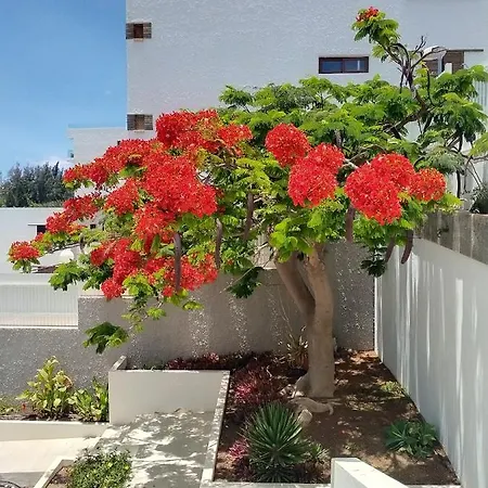 Bambú *